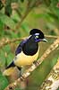 Plystoppet bl�sskade . Plush-crested Jay, Urraca com�n Cyanocorax chysops Iguazu Argentina Sydamerika fugle Kragefugle, Corvidae