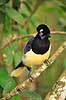 Plystoppet bl�sskade . Plush-crested Jay, Urraca com�n Cyanocorax chysops Iguazu Argentina Sydamerika fugle Kragefugle, Corvidae