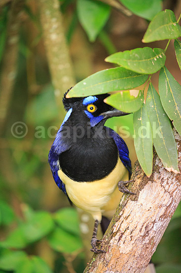 Plystoppet bl�sskade . Plush-crested Jay, Urraca com�n; Cyanocorax chysops; Iguazu; Argentina; Sydamerika; fugle; Kragefugle, Corvidae