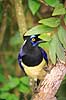 Plystoppet bl�sskade . Plush-crested Jay, Urraca com�n Cyanocorax chysops Iguazu Argentina Sydamerika fugle Kragefugle, Corvidae