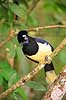 Plystoppet bl�sskade . Plush-crested Jay, Urraca com�n Cyanocorax chysops Iguazu Argentina Sydamerika fugle Kragefugle, Corvidae