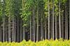 Granskov. Tr�stammer i kanten af granskov p� Almindingen p� Bornholm  Almindingen / Bornholm   planter 
