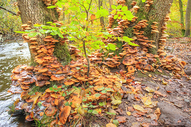 Svampe. Svampe gror p� tr�stamme i S�der�sen; ; Nationalpark S�der�sen; Sverige; ; Svampe; Efter�r