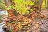 Svampe. Svampe gror p� tr�stamme i S�der�sen  Nationalpark S�der�sen Sverige  Svampe Efter�r