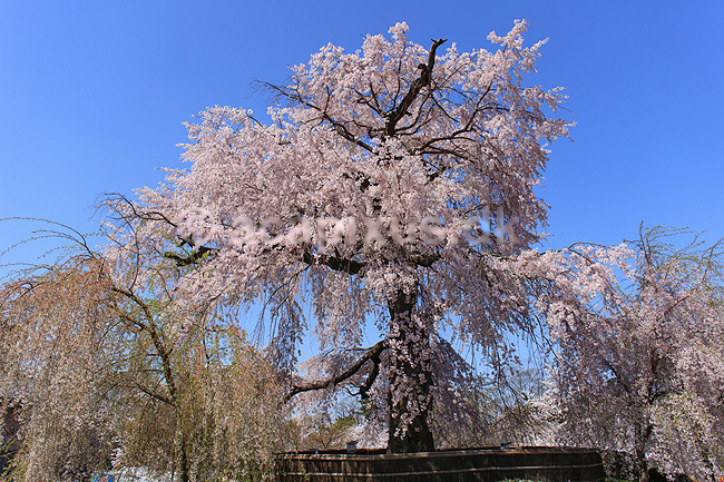 Gion weeping cherry tree. Japansk kirseb�rtr� kaldet Gion weeping cherry tree i blomstring i Maruyama Park; Prunus spec. Rosaceae; Maruyama-koen Park / Kyoto; Japan; Asien; planter; Kirseb�rblomstring, Prydkirseb�r, blomster, Kansai, japansk, for�r, sakura