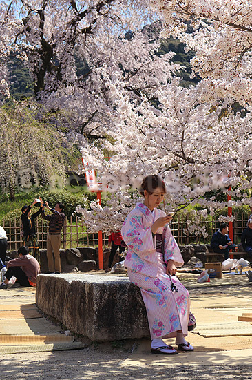 Kirseb�rblomstring. Japansk pige i kimono checker mobil foran blomstrende kirseb�rtr�er i Maruyama Park; Prunus spec. Rosaceae; Maruyama-koen Park / Kyoto; Japan; Asien; planter; Kirseb�rblomstring, Prydkirseb�r, blomster, Kansai, japansk, for�r, sakura