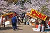 Kirseb�rblomstring. Madboder og blomstrende kirseb�rtr�er i Maruyama Park Prunus spec. Rosaceae Maruyama-koen Park / Kyoto Japan Asien planter Kirseb�rblomstring, Prydkirseb�r, blomster, Kansai, japansk, for�r, sakura
