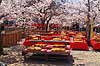 Kirseb�rblomstring. Udend�rsrestaurant og blomstrende kirseb�rtr�er i Maruyama Park Prunus spec. Rosaceae Maruyama-koen Park / Kyoto Japan Asien planter Kirseb�rblomstring, Prydkirseb�r, blomster, Kansai, japansk, for�r, sakura