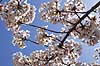 Kirseb�rblomstring. Blomstrende kirseb�rtr�er i Maruyama Park Prunus spec. Rosaceae Maruyama-koen Park / Kyoto Japan Asien planter Kirseb�rblomstring, Prydkirseb�r, blomster, Kansai, japansk, for�r, sakura