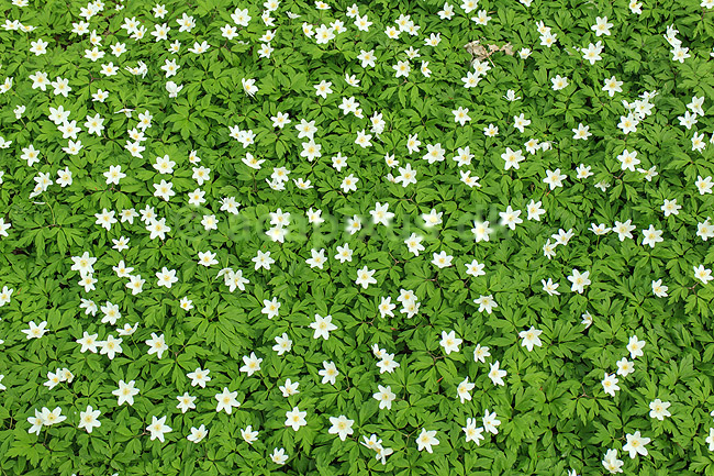Anemoner. Hvide anemoner i skovbunden i b�geskov i Hareskoven; Anemone nemorosa; Hareskoven; ; ; Planter; Ranunkel-familien, Ranunculaceae, Ranunkel-ordenen, Ranunculales, blomster, for�r, b�g, b�getr�, b�getr�er