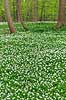 Anemoner. Hvide anemoner i skovbunden i b�geskov i Hareskoven Anemone nemorosa Hareskoven   Planter Ranunkel-familien, Ranunculaceae, Ranunkel-ordenen, Ranunculales, blomster, for�r, b�g, b�getr�, b�getr�er