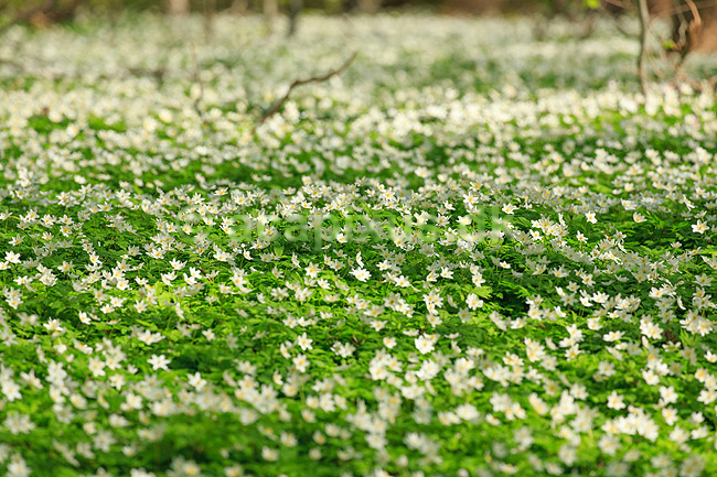 Anemoner. Hvide anemoner i skovbunden i b�geskov i Hareskoven; Anemone nemorosa; Hareskoven; ; ; Planter; Ranunkel-familien, Ranunculaceae, Ranunkel-ordenen, Ranunculales, blomster, for�r, b�g, b�getr�, b�getr�er