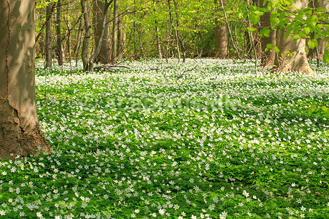 Anemoner. Hvide anemoner i skovbunden i b�geskov i Hareskoven; Anemone nemorosa; Hareskoven; ; ; Planter; Ranunkel-familien, Ranunculaceae, Ranunkel-ordenen, Ranunculales, blomster, for�r, b�g, b�getr�, b�getr�er