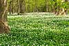 Anemoner. Hvide anemoner i skovbunden i b�geskov i Hareskoven Anemone nemorosa Hareskoven   Planter Ranunkel-familien, Ranunculaceae, Ranunkel-ordenen, Ranunculales, blomster, for�r, b�g, b�getr�, b�getr�er