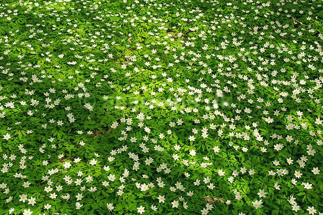 Anemoner. Hvide anemoner i skovbunden i b�geskov i Hareskoven; Anemone nemorosa; Hareskoven; ; ; Planter; Ranunkel-familien, Ranunculaceae, Ranunkel-ordenen, Ranunculales, blomster, for�r, b�g, b�getr�, b�getr�er
