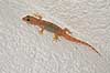 Gecko. En hus gecko p� v�ggen jagter insekter Hemidactylus Jadrija / Sibenik Kroatien  krybdyr kamuflage, Gekkoer, Gekkonidae