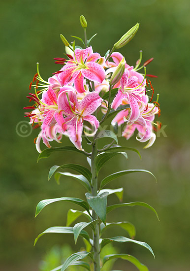 Lilje blomstrer. Lilium Orient Rialto; Lilium hybrid; ; ; ; Planter; 