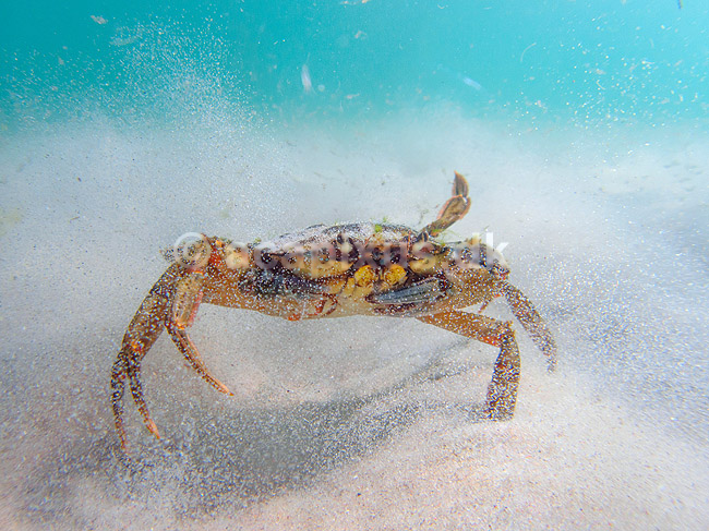 Strandkrabbe. Krabbe i forsvarspositur p� sandbunden; Carcinus maenas; Tisvildeleje; Danmark; ; Krebsdyr; krabbe, skaldyr, krabber, leddyr, undervandsfoto, undervandsbillede, undervandsmilj�, marineliv, marine liv, marinebiologi, krabba, kr�ftdjur, strandkrabba, kreps, sandbund, havbund