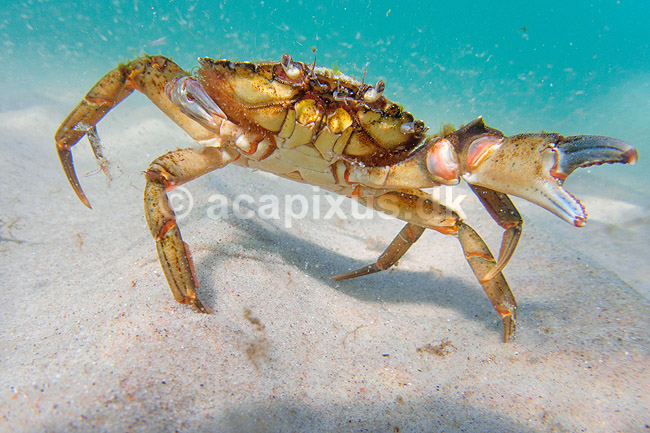 Strandkrabbe. Krabbe i forsvarspositur p� sandbunden; Carcinus maenas; Tisvildeleje; Danmark; ; Krebsdyr; krabbe, skaldyr, krabber, leddyr, undervandsfoto, undervandsbillede, undervandsmilj�, marineliv, marine liv, marinebiologi, krabba, kr�ftdjur, strandkrabba, kreps, sandbund, havbund