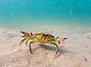 Strandkrabbe. Krabbe i forsvarspositur p� sandbunden Carcinus maenas Tisvildeleje Danmark  Krebsdyr krabbe, skaldyr, krabber, leddyr, undervandsfoto, undervandsbillede, undervandsmilj�, marineliv, marine liv, marinebiologi, krabba, kr�ftdjur, strandkrabba, kreps, sandbund, havbund