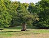 Hjortekilde egen. Hjortekildeegen Quercus robur Ulvedalene / J�gersborg Dyrehave   planter B�ge-ordenen, Fagales, tr�er, egetr�, egetr�er, eg, Hjortekilde eg