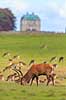 Kronhjort. Kronhjort gr�sser p� Eremitagesletten sammen med d�dyr med Eremitage Slottet i baggrunden Cervus elaphus J�gersborg Dyrehave (Dyrehaven) / Sj�lland   pattedyr Hjorte, kronhjorte, krondyr, Cervidae, Parrett�ede hovdyr, Artiodactyla Eremitageslottet