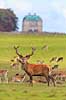 Kronhjort. Kronhjort gr�sser p� Eremitagesletten sammen med d�dyr med Eremitage Slottet i baggrunden Cervus elaphus J�gersborg Dyrehave (Dyrehaven) / Sj�lland   pattedyr Hjorte, kronhjorte, krondyr, Cervidae, Parrett�ede hovdyr, Artiodactyla, Eremitageslottet