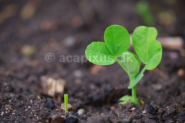 Spire. En �rt spirer op af jorden; ; ; ; ; planter; gr�ntsager, �kologi, �rter, for�r