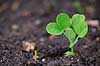Spire. En �rt spirer op af jorden     planter gr�ntsager, �kologi, �rter, for�r