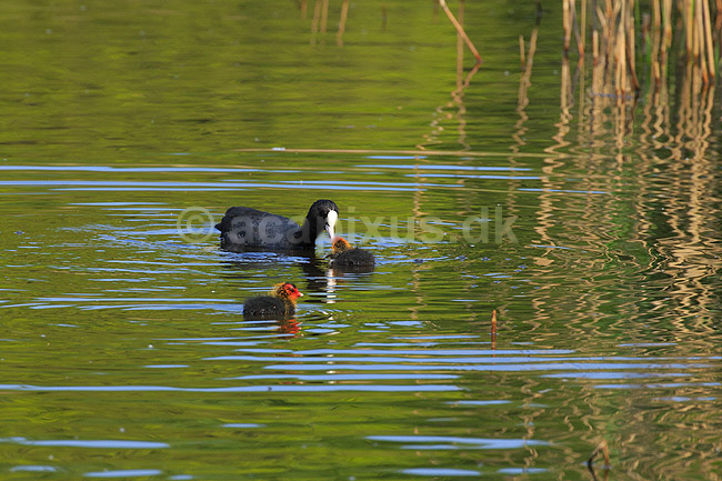 Blish�ns. Blish�ne fodrer kyllinger; Fulica atra; Skallemose S� / Hareskoven; ; ; fugle; Blish�ne, Vandh�ns, Rallidae, Tranefugle, Gruiformes, Blish�nekylling
