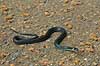 Snog. Almindelig snog p� skovvej Natrix natrix, Colubridae Jonstrup Vang / Hareskoven   krybdyr Slanger, snoge