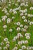 Fandens m�lkeb�tte. Fandens m�lkeb�tte fr�stande Taraxacum spec.    Planter R�rhannede, Asteranae, Kurveblomst-familien, Asteraceae, Compositae, m�lkeb�tter