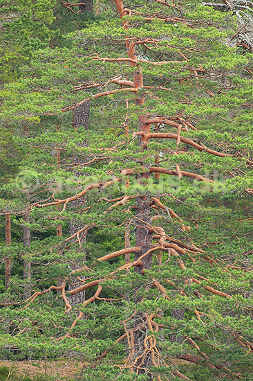 Fyrretr�. Tr�stamme af fyr t�tbesat med grene i skov ved H�kens�sen; Pinus; H�kens�sen; Sverige; ; planter; Fyrreskov, skov, skove, Fyr, fyrretr�, fyrretr�er, granskov, skovs�er, skovbrug, skovdrift