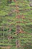 Fyrretr�. Tr�stamme af fyr t�tbesat med grene i skov ved H�kens�sen Pinus H�kens�sen Sverige  planter Fyrreskov, skov, skove, Fyr, fyrretr�, fyrretr�er, granskov, skovs�er, skovbrug, skovdrift
