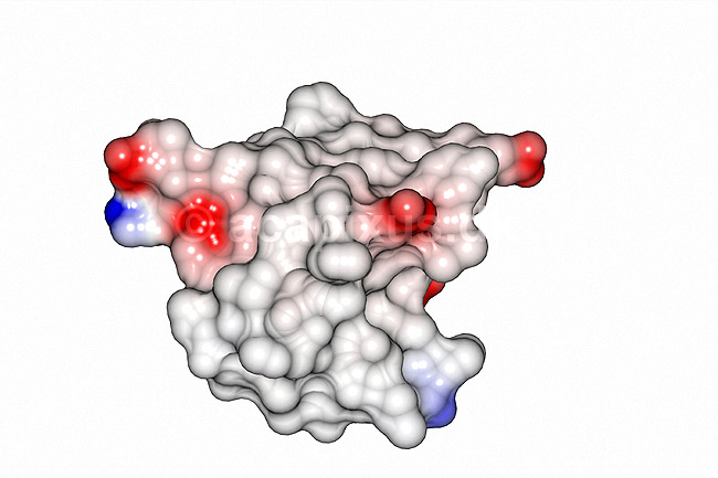 Insulin. Insulin molekyle model - hormon til behandling af sukkersyge eller diabetes mellitus. Insulin er et peptidhormon som regulerer kulhydraters metabolisme; ; ; ; ; ; videnskab biokemi