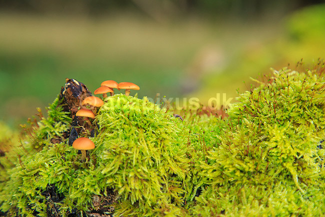 Skovbund. Svampe og mos gror p� tr�stamme i skovbunden i J�gersborg Dyrehave; ; J�gersborg Dyrehave / Sj�lland; ; ; svampe; 