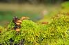 Skovbund. Svampe og mos gror p� tr�stamme i skovbunden i J�gersborg Dyrehave  J�gersborg Dyrehave / Sj�lland   svampe 