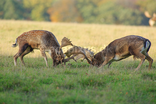 D�dyr. D�hjorte k�mper p� brunstpladsen i Dyrehaven; Dama dama; J�gersborg Dyrehave / Sj�lland; ; ; pattedyr; Hjorte, Cervidae, Parrett�ede hovdyr, Artiodactyla, hjort, d�vildt, gevir, fuldskuffel, dr�vtygger, brunst, fallow deer, d�hjort, dovhjort, Dyrehaven