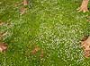 Anemoner. Hvide anemoner i skovbunden i b�geskov i Hareskoven Anemone nemorosa Hareskoven   Planter Ranunkel-familien, Ranunculaceae, Ranunkel-ordenen, Ranunculales, blomster, for�r, b�g, b�getr�, b�getr�er