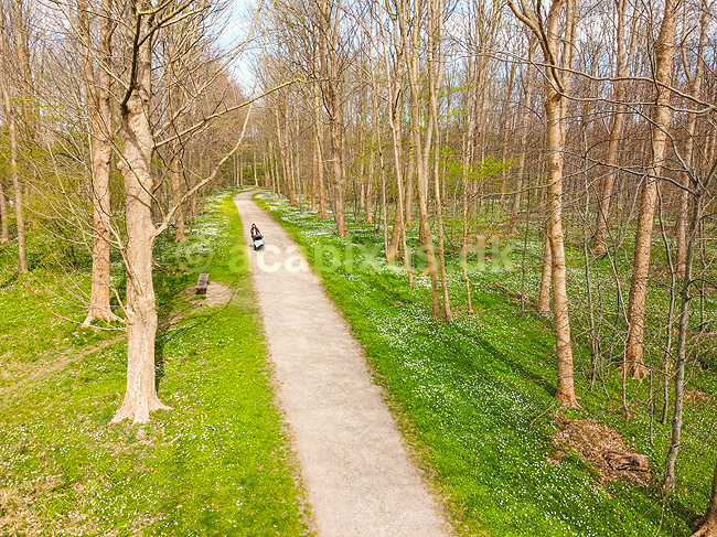 For�r i skoven. For�rstur p� skovsti omkranset af hvide anemoner i skovbunden i b�geskov i Hareskoven; Anemone nemorosa; Hareskoven; ; ; Planter; Ranunkel-familien, Ranunculaceae, Ranunkel-ordenen, Ranunculales, blomster, for�r, b�g, b�getr�, b�getr�er