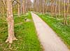 For�r i skoven. Skovsti omkranset af hvide anemoner i skovbunden i b�geskov i Hareskoven Anemone nemorosa Hareskoven   Planter Ranunkel-familien, Ranunculaceae, Ranunkel-ordenen, Ranunculales, blomster, for�r, b�g, b�getr�, b�getr�er