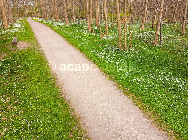 For�r i skoven. Skovsti omkranset af hvide anemoner i skovbunden i b�geskov i Hareskoven; Anemone nemorosa; Hareskoven; ; ; Planter; Ranunkel-familien, Ranunculaceae, Ranunkel-ordenen, Ranunculales, blomster, for�r, b�g, b�getr�, b�getr�er