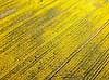 Rapsmark. Raps p� mark vest for Ballerup Brassica napus Led�je / Ballerup Danmark  Planter Landbrug, afgr�der, rapsolie, gul
