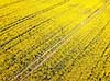 Rapsmark. Raps p� mark vest for Ballerup Brassica napus Led�je / Ballerup Danmark  Planter Landbrug, afgr�der, rapsolie, gul