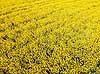 Rapsmark. Raps p� mark vest for Ballerup Brassica napus Led�je / Ballerup Danmark  Planter Landbrug, afgr�der, rapsolie, gul