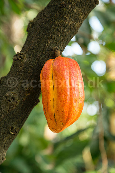Kakao. Kakaofrugt p� stammen af kakaotr�.; Theobroma cacao; Botanisk Have / K�benhavn; ; ; Planter; Katost-ordenen, Malvales, Sterculiaceae, cacaotr�, cacaofrugt