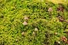 Hareskoven. Sm� svampe skyder igennem mosset p� mosbegroet tr�stup  i Jonstrupvang i Hareskoven  Hareskoven Danmark   Skove, skovbrug, mosser, naturens kredsl�b