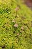 Hareskoven. Sm� svampe skyder igennem mosset p� mosbegroet tr�stup  i Jonstrupvang i Hareskoven  Hareskoven Danmark   Skove, skovbrug, mosser, naturens kredsl�b
