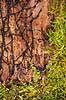 Hareskoven. Mosbegroet tr�stup med blotlagte svampehypher i Jonstrupvang i Hareskoven  Hareskoven Danmark   Skove, skovbrug, mosser, naturens kredsl�b