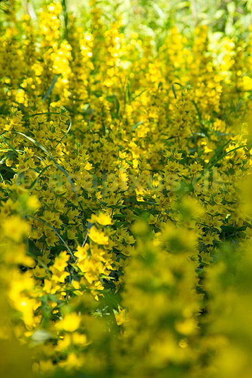 Perikon. T�t bevoksning af perikum ved Himmelev Skov; Hypericum spec; ; Danmark; ; Planter; Himmelev Skov